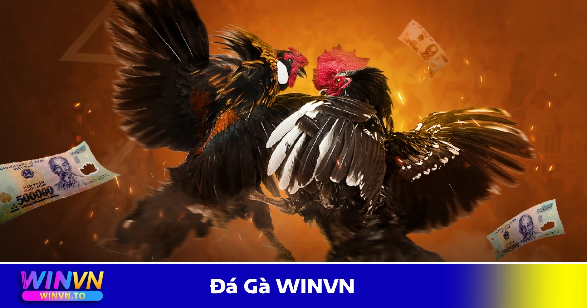 Đá Gà WinVN – Trực Tiếp SV388, Thomo, Cược Nhanh – Ăn Tiền Thật 2 Đá gà Thomo – Giải đấu hấp dẫn với những chiến kê xuất sắc